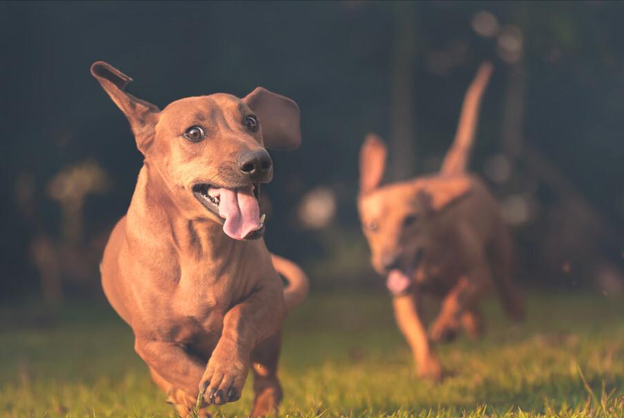 哪种宠物狗最便宜好养,养什么宠物狗比较便宜
