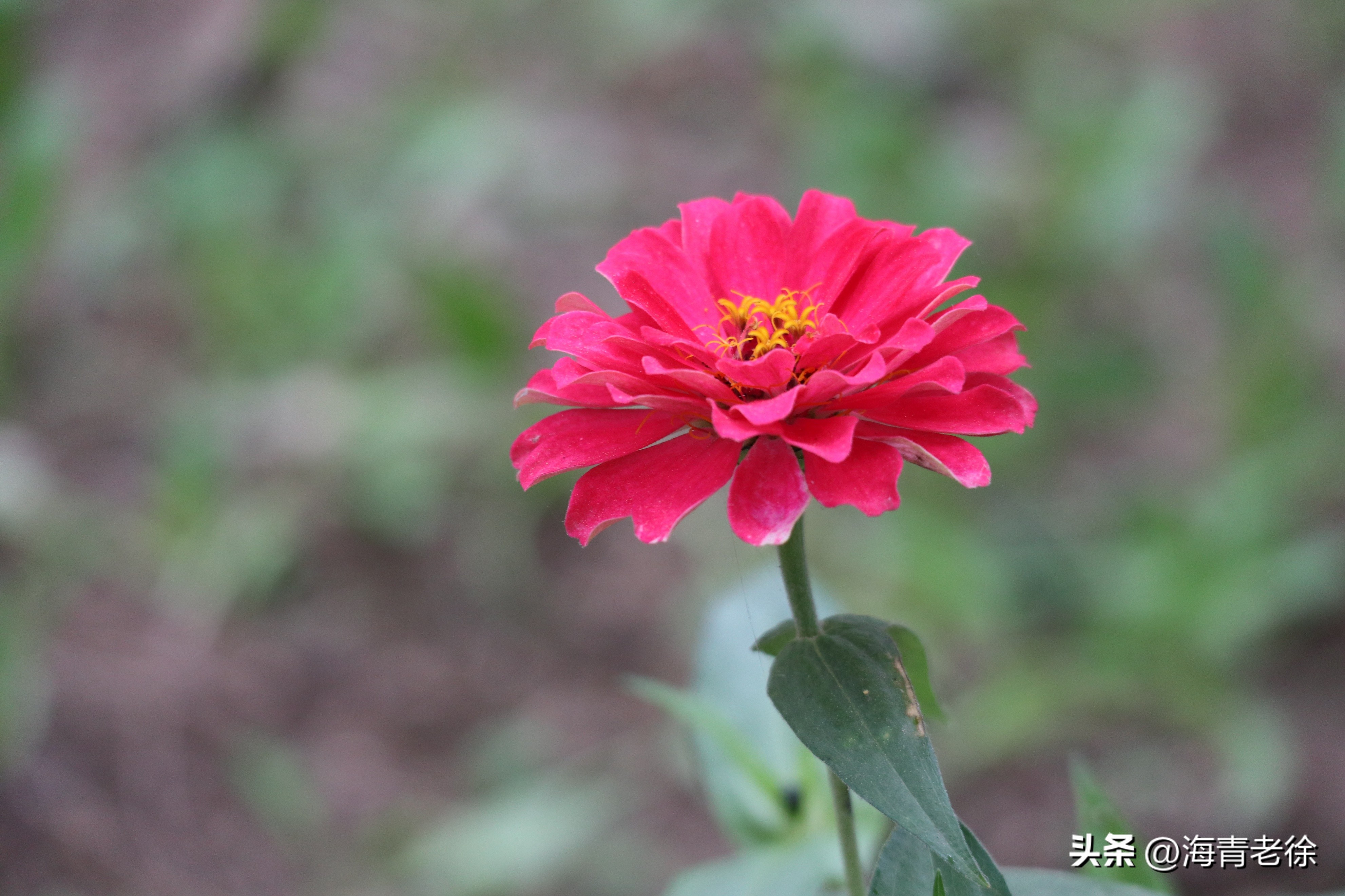 百日菊的花特征,五彩百日菊开花图片