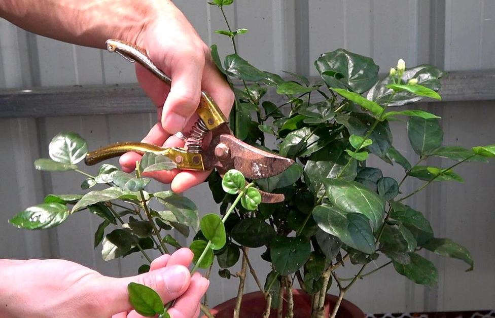 家里盆栽茉莉花怎样培育新苗,冬季怎样养新品种大叶茉莉花