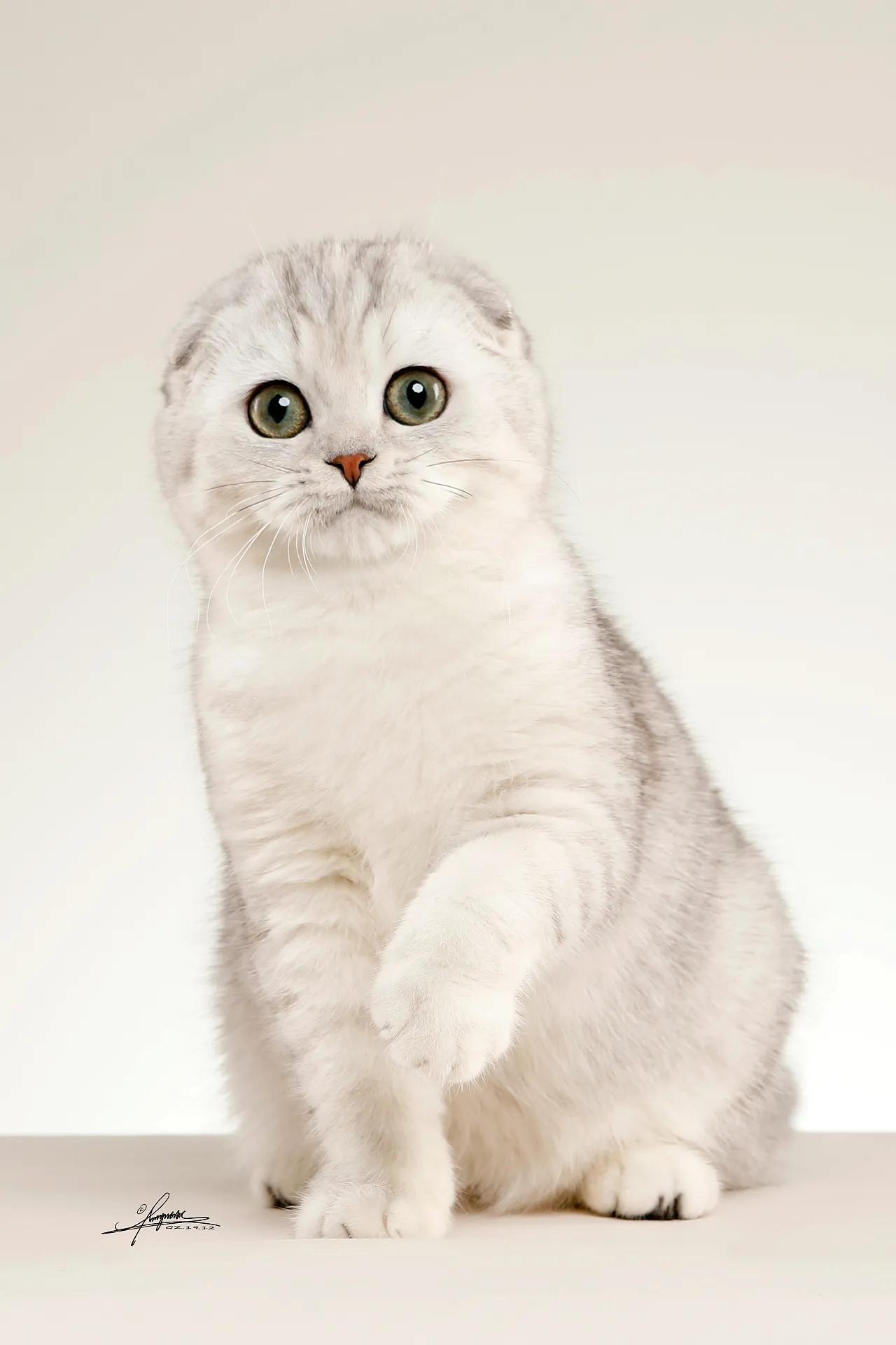 猫每天带你们认识不同品种的猫,猫咪品种知多少你都认识哪些猫