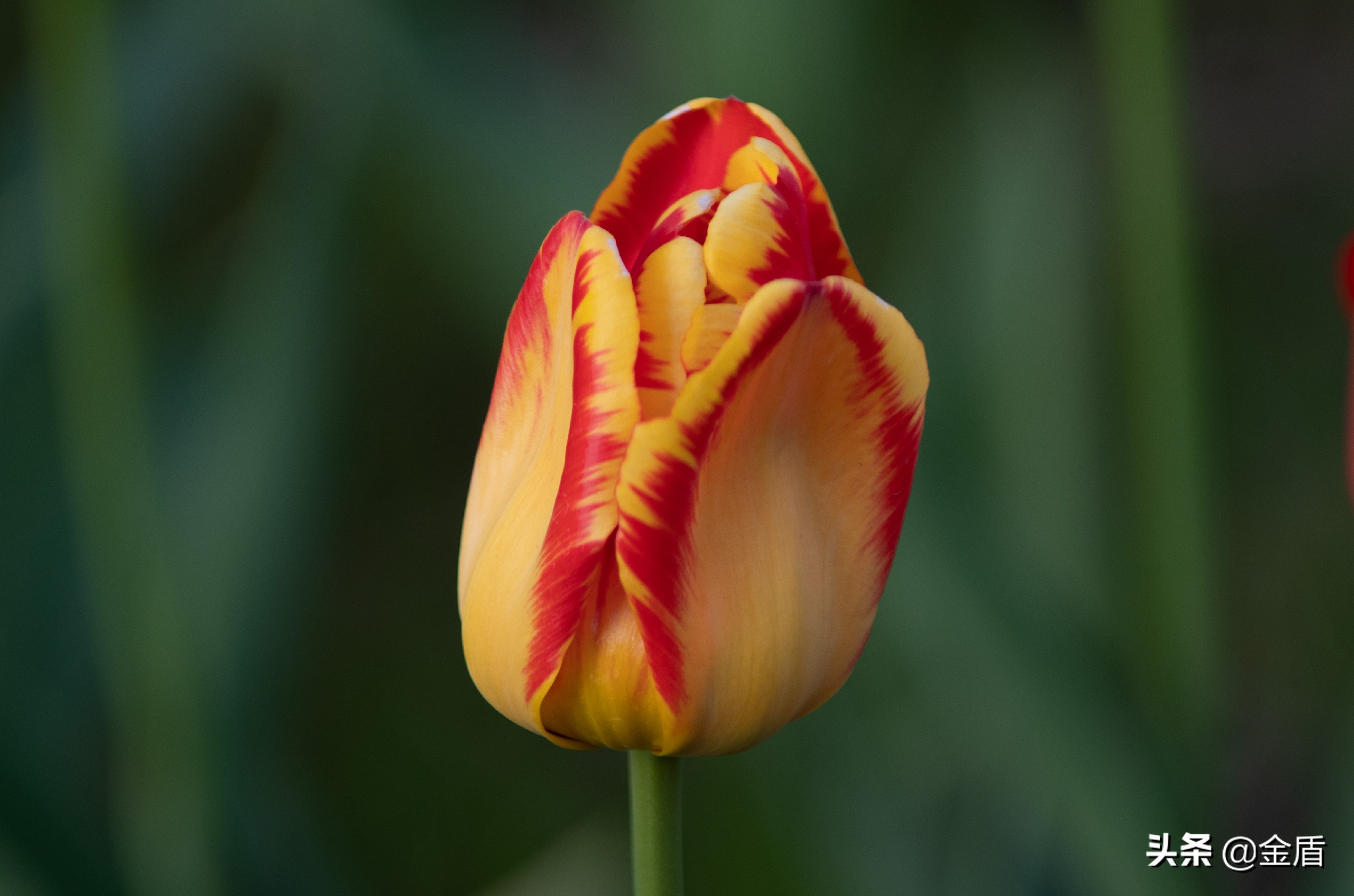 荷兰国花郁金香介绍1500字,荷兰国花是郁金香的原因