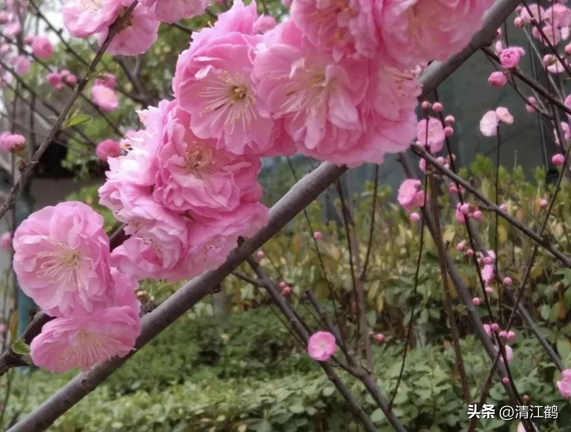 榆叶梅病害有哪些,榆叶梅的观赏特性有哪些呢