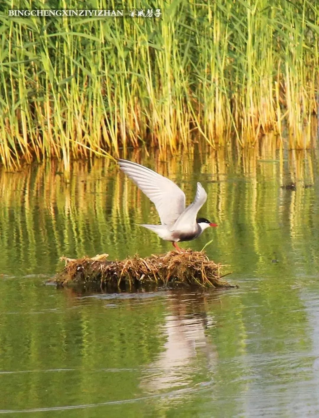 湿地可以开发什么旅游项目,黑龙江旅游必去十大湿地排名