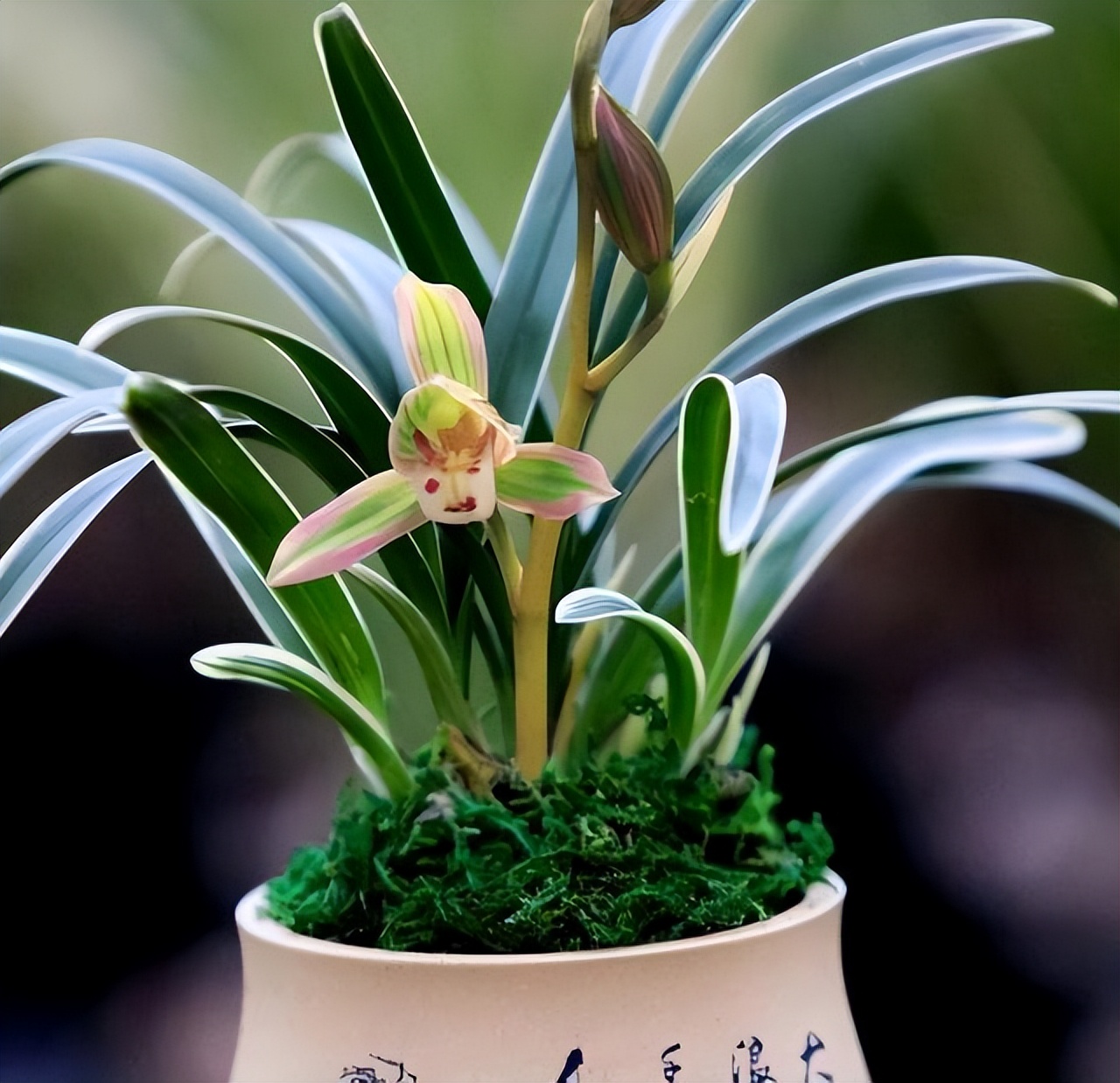 帝王妃金边矮种兰花是否四季常青,带金边的建兰品种兰花图片