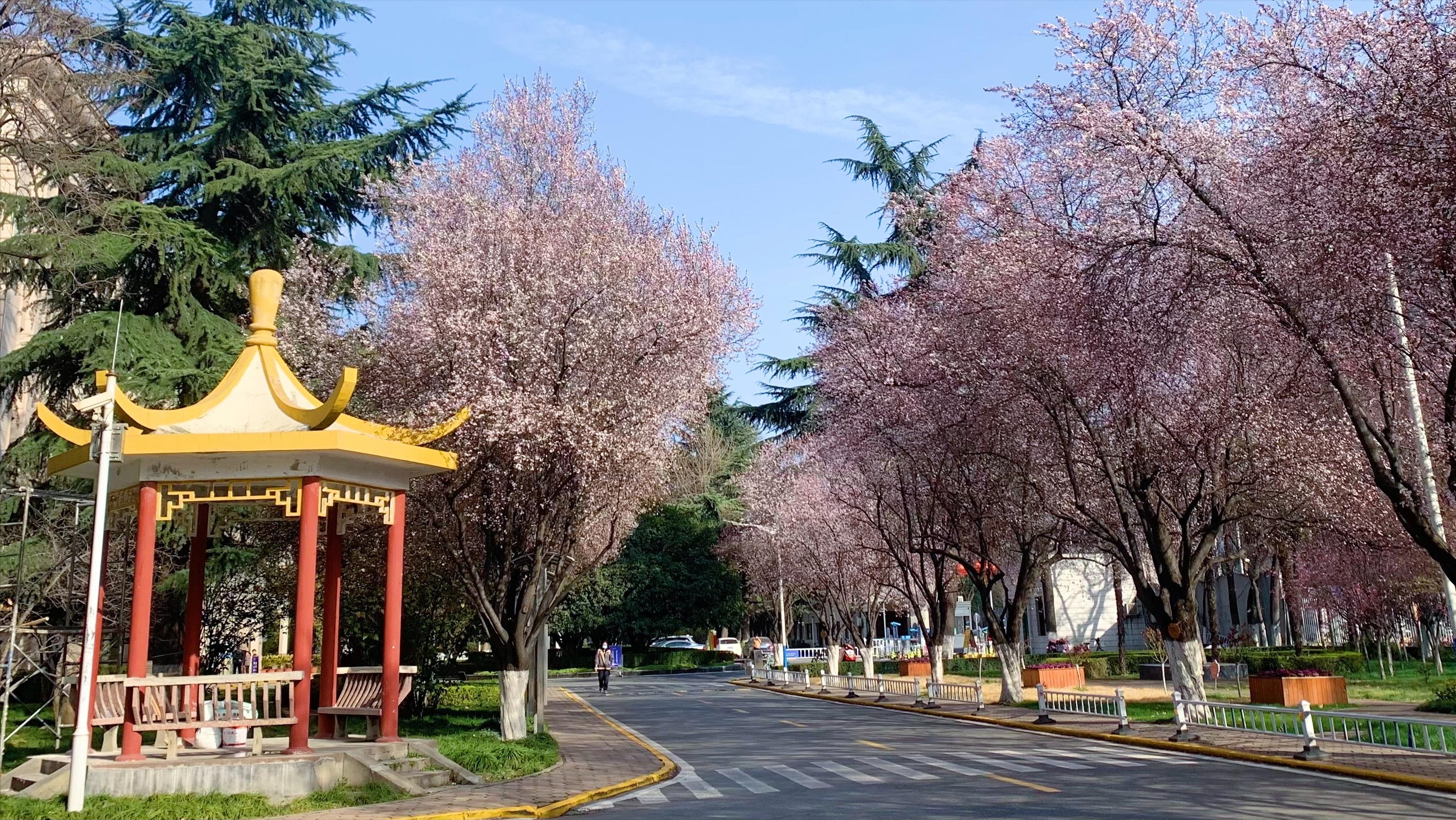 长安大学王牌专业是什么?