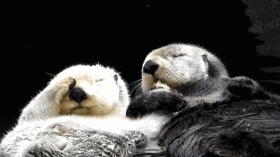 交配明明是为了繁衍后代,为什么雄性海獭,要将雌性折磨致死?