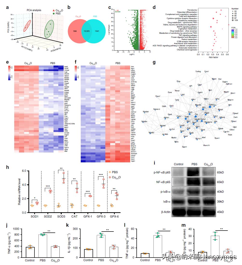 Nat.Commun.|超小铜基纳米酶清除活性氧及缓解炎症相关疾病