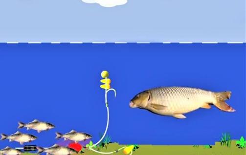 钓草鱼玉米挂钩的正确挂法,玉米钓鲤鱼挂钩正确方法图片