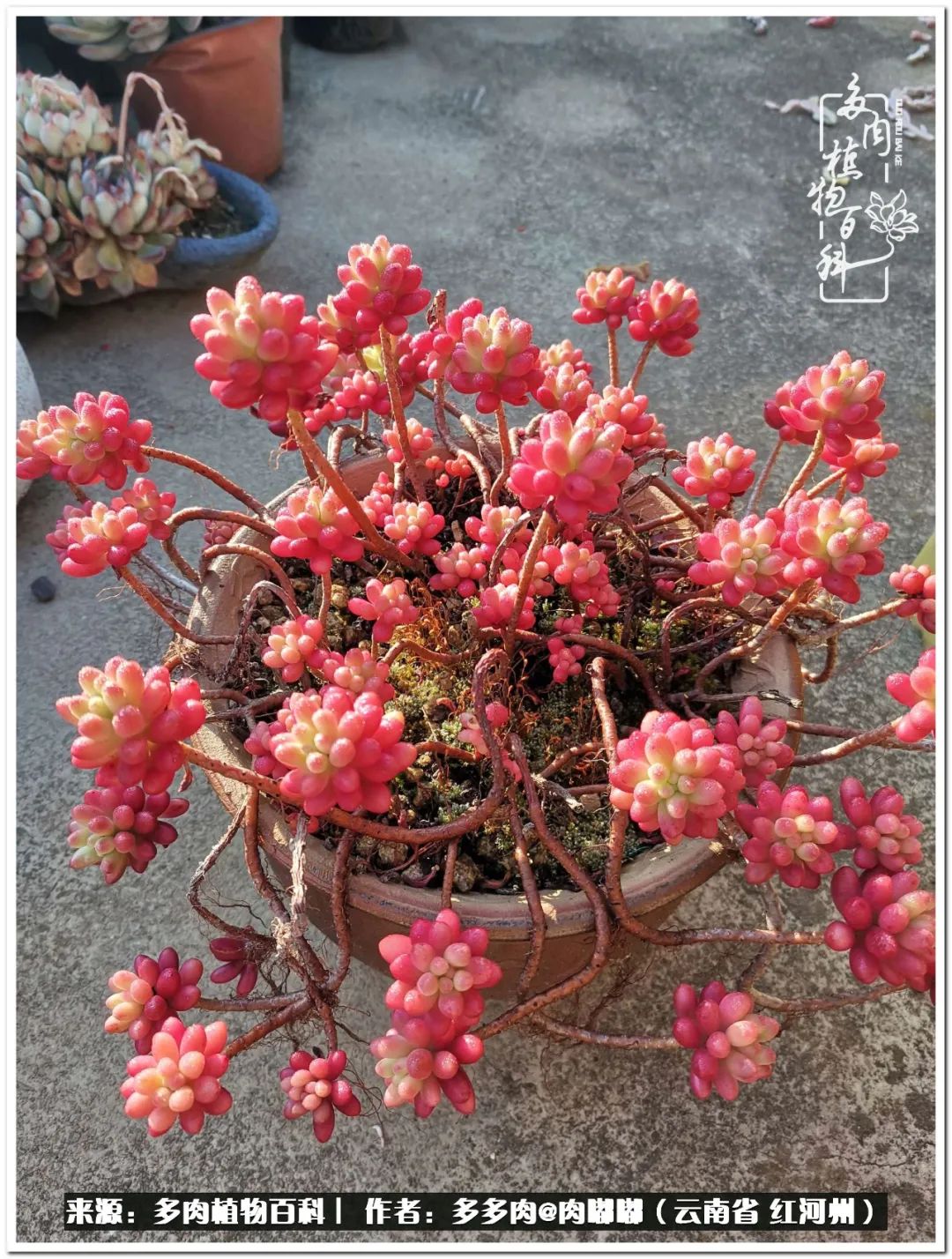 多肉组合美图大全,多肉对比图照片制作模板