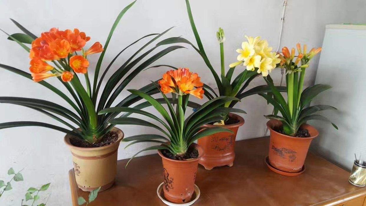 适合养在客厅好养活的绿植,十大最好养的客厅大绿植