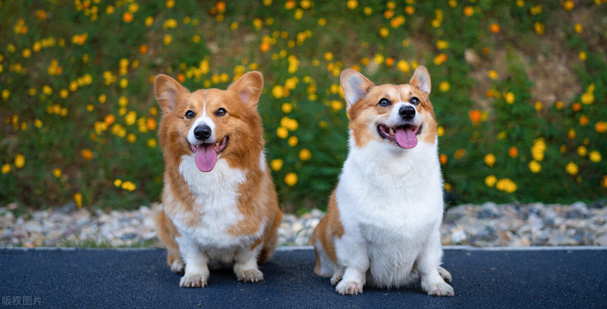 如何让狗子听懂你的话语,怎么能听懂狗狗说的是什么