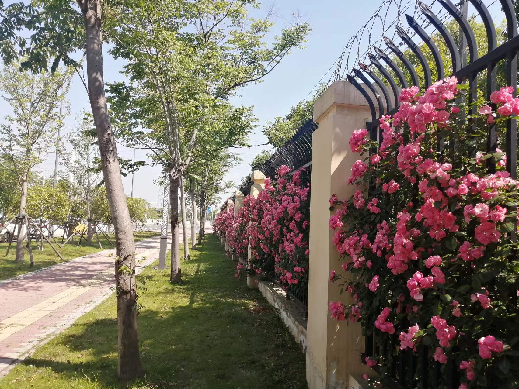 松滋景区网红桥,松滋市芭芒滩