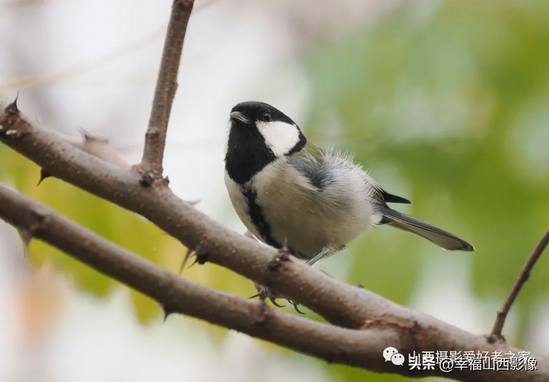 轻巧而又专业的拍鸟器材是它——奥之心相机镜头体验记