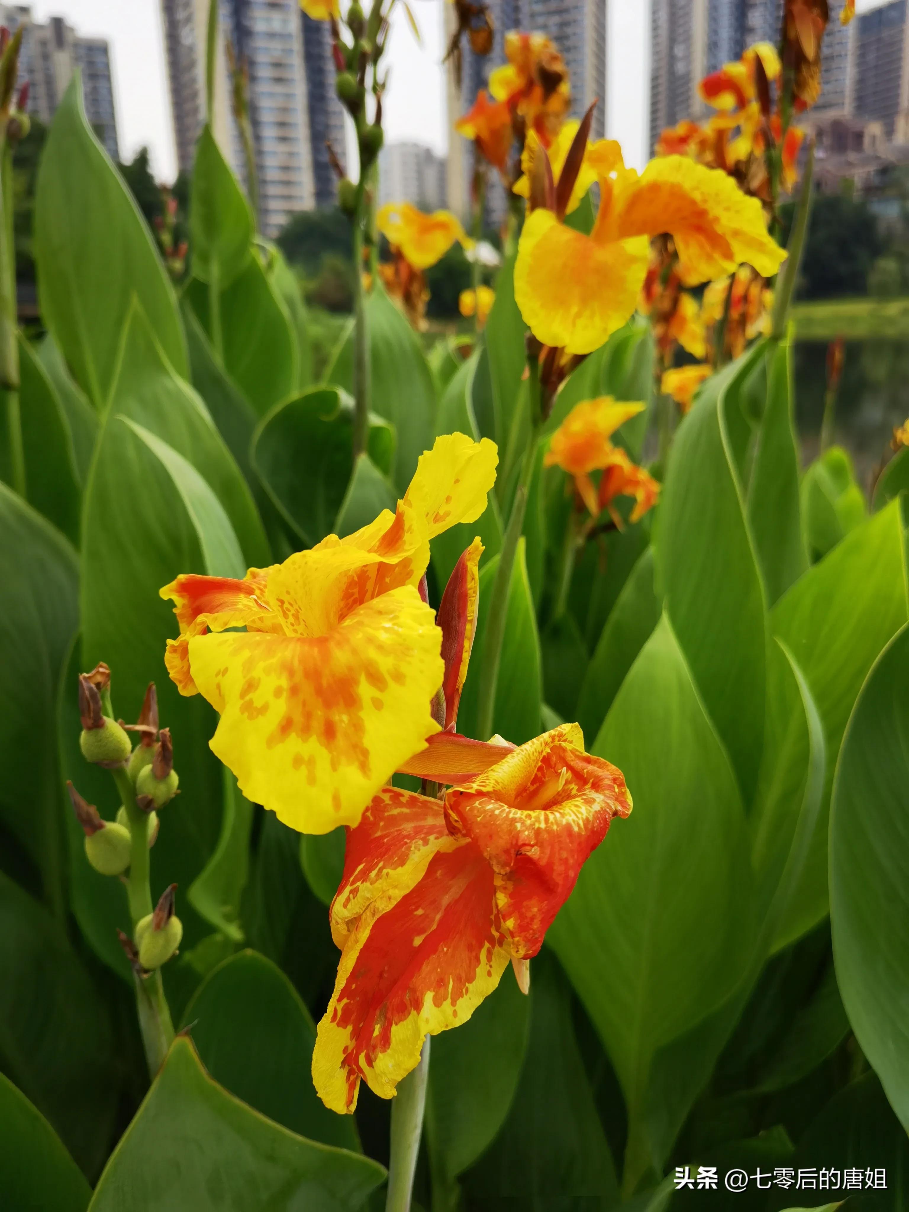 美人蕉花里面甜甜的,秋天的美人蕉花
