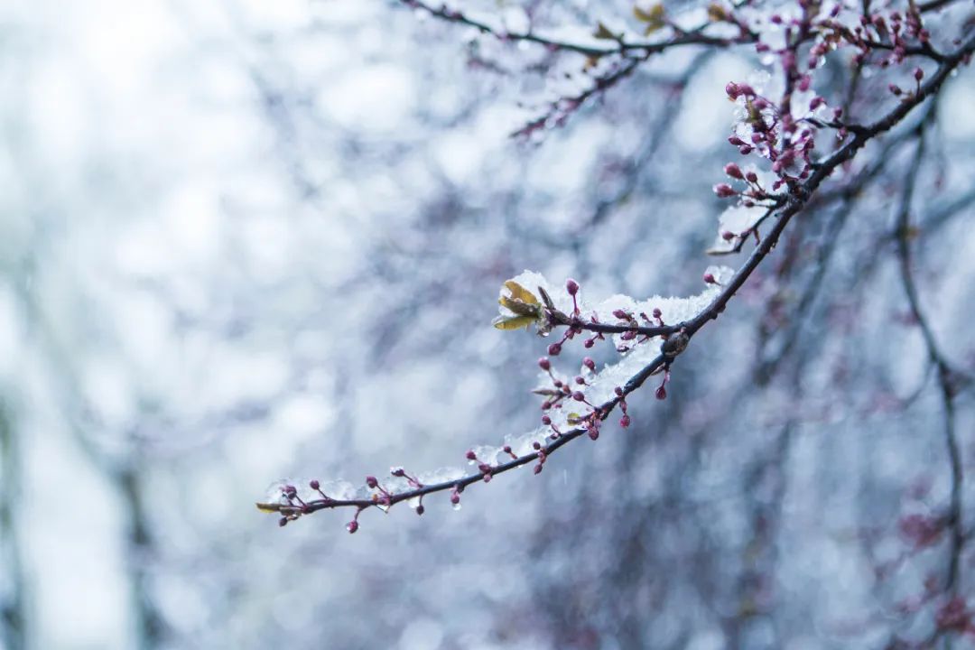 早春唐诗白居易拼音,古诗词鉴赏早春唐白居易