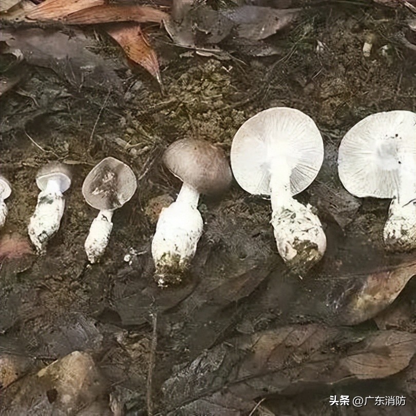 在深山老林捡菌子,夫妻深山捡菌子