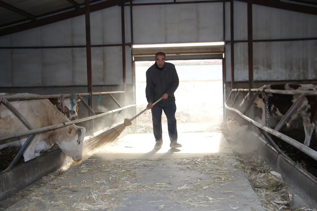 高台县黑泉镇：巧念养牛致富经乡村振兴“犇”幸福