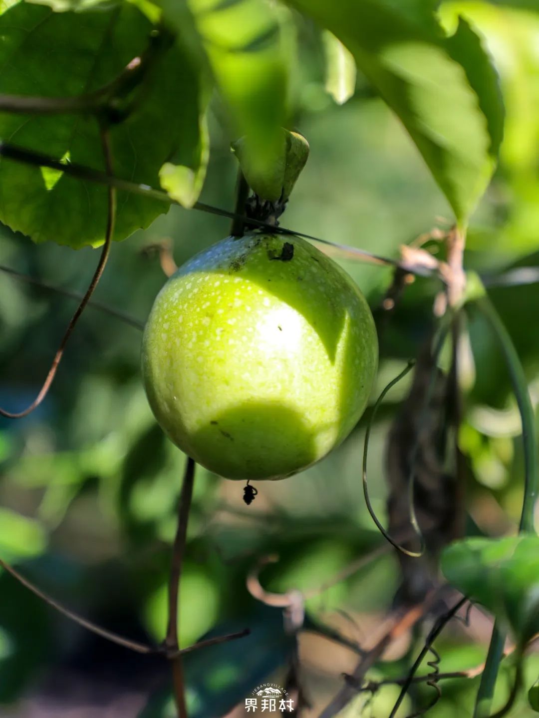 几月最适合吃什么水果,最适合七月吃的水果是什么