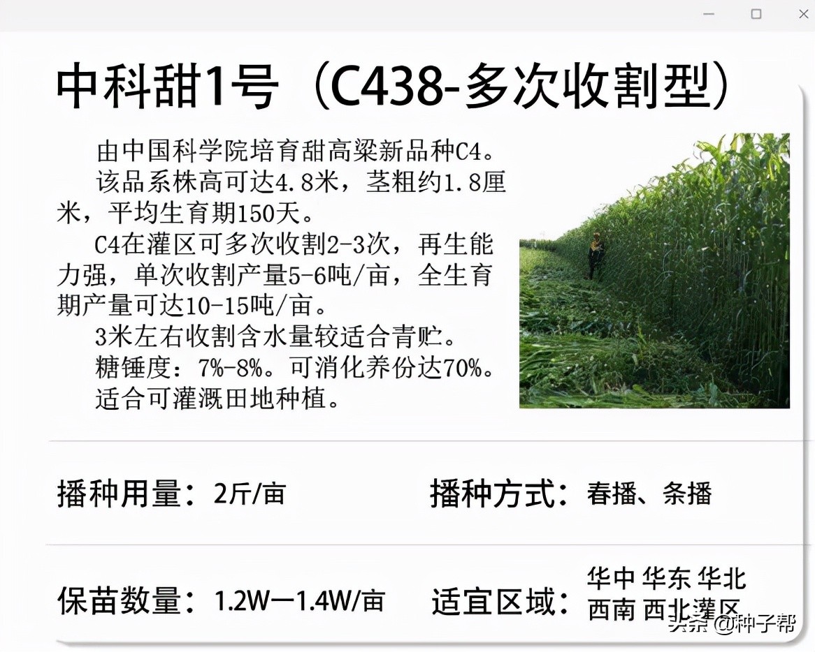 巨型高粱品种,巨型高粱有哪些品种