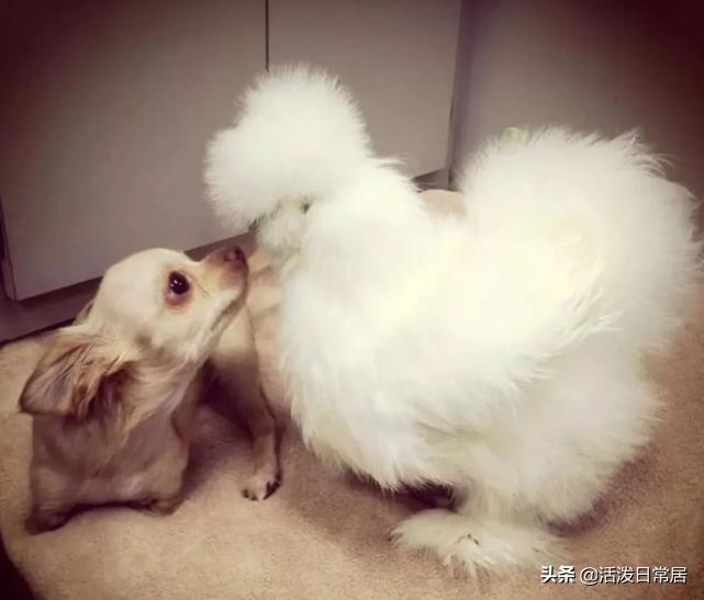 狗跟喜鹊待久了竟开始假孕分泌乳汁鸟：我把你当朋友你却想当我妈