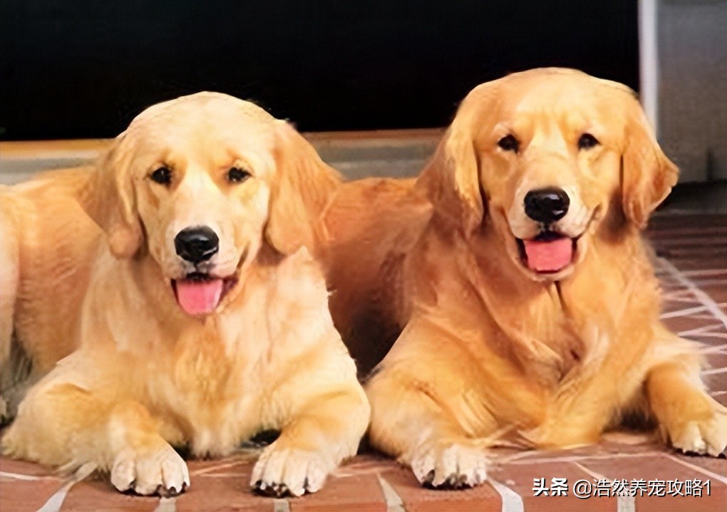 金毛挑食的最佳方法,金毛挑食怎么办教你2个方法