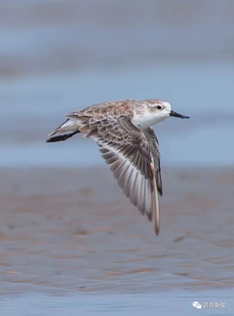 世界上最罕见的动物之勺嘴鹬,勺嘴鹬是不是濒危动物