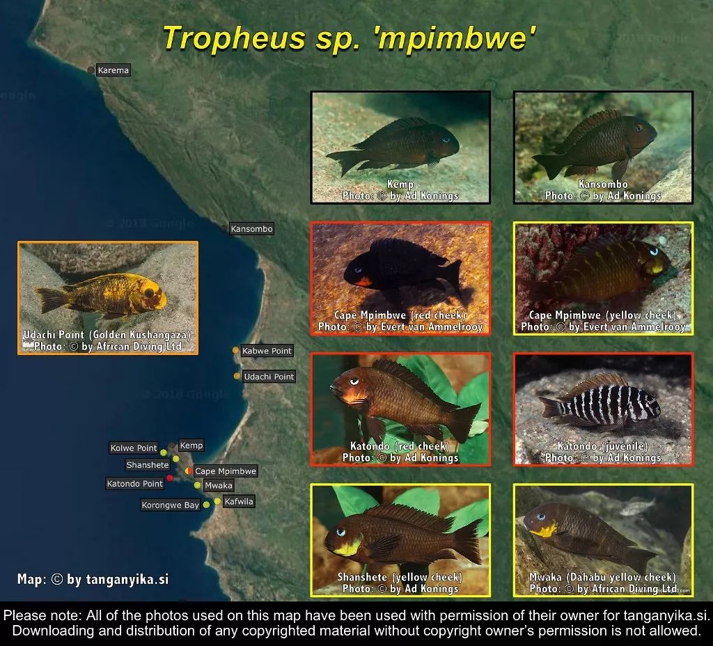 三湖慈鲷杂鲷品种图鉴大全,三湖慈鲷最好看的十种马鲷