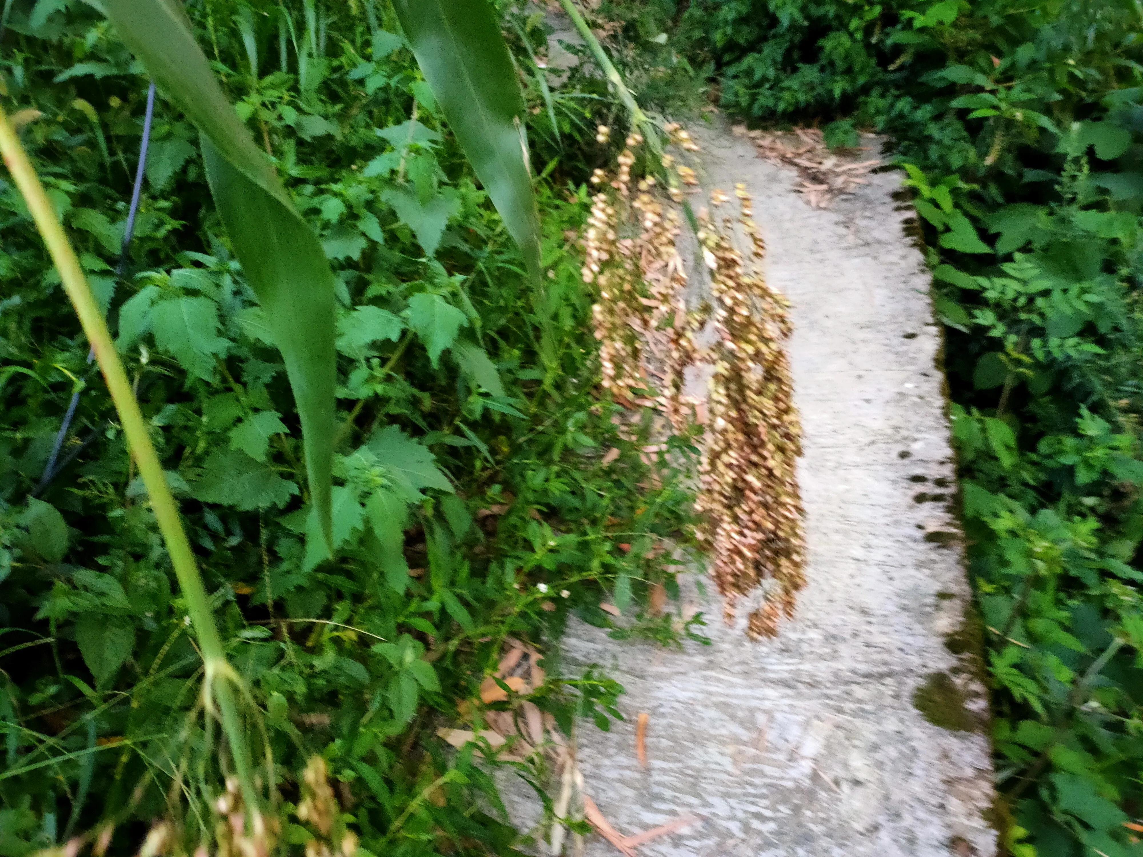 荣昌金科礼悦东方外墙脱落,金科礼悦东方有几个幼儿园