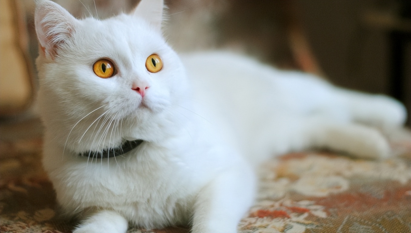 母猫卵巢囊肿怎么治疗,母猫卵巢囊肿