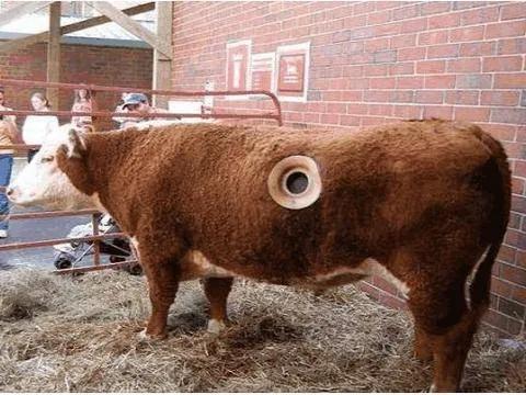 美国人的“瘤胃开窗”养牛法，到底是什么？为何在我国没有推广？