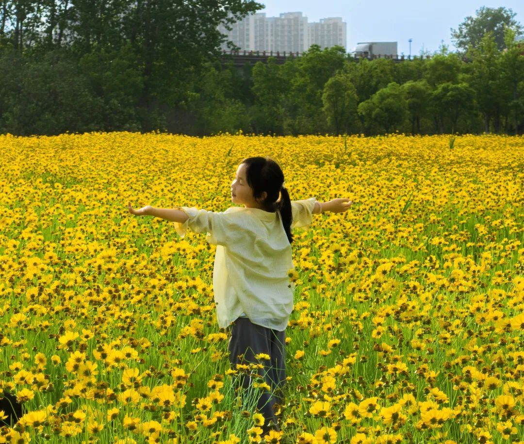 太仓蓝色花海,太仓好看的花海