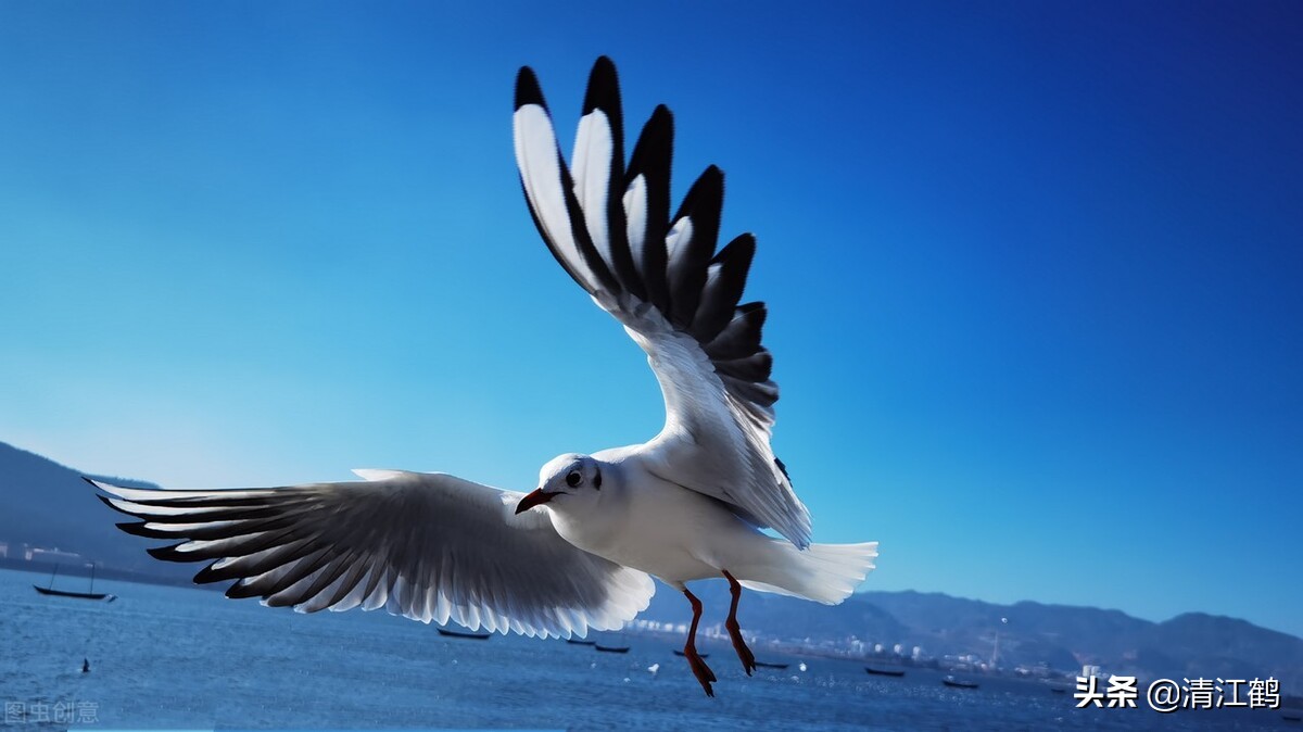 鸽子喂饲料的正确方法,鸽子养殖喂多少饲料好一点