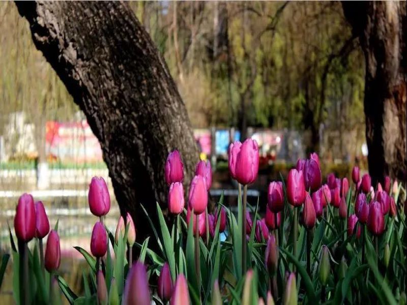 春天昆明赏花有哪些景点,春天来春城昆明7大赏花好去处