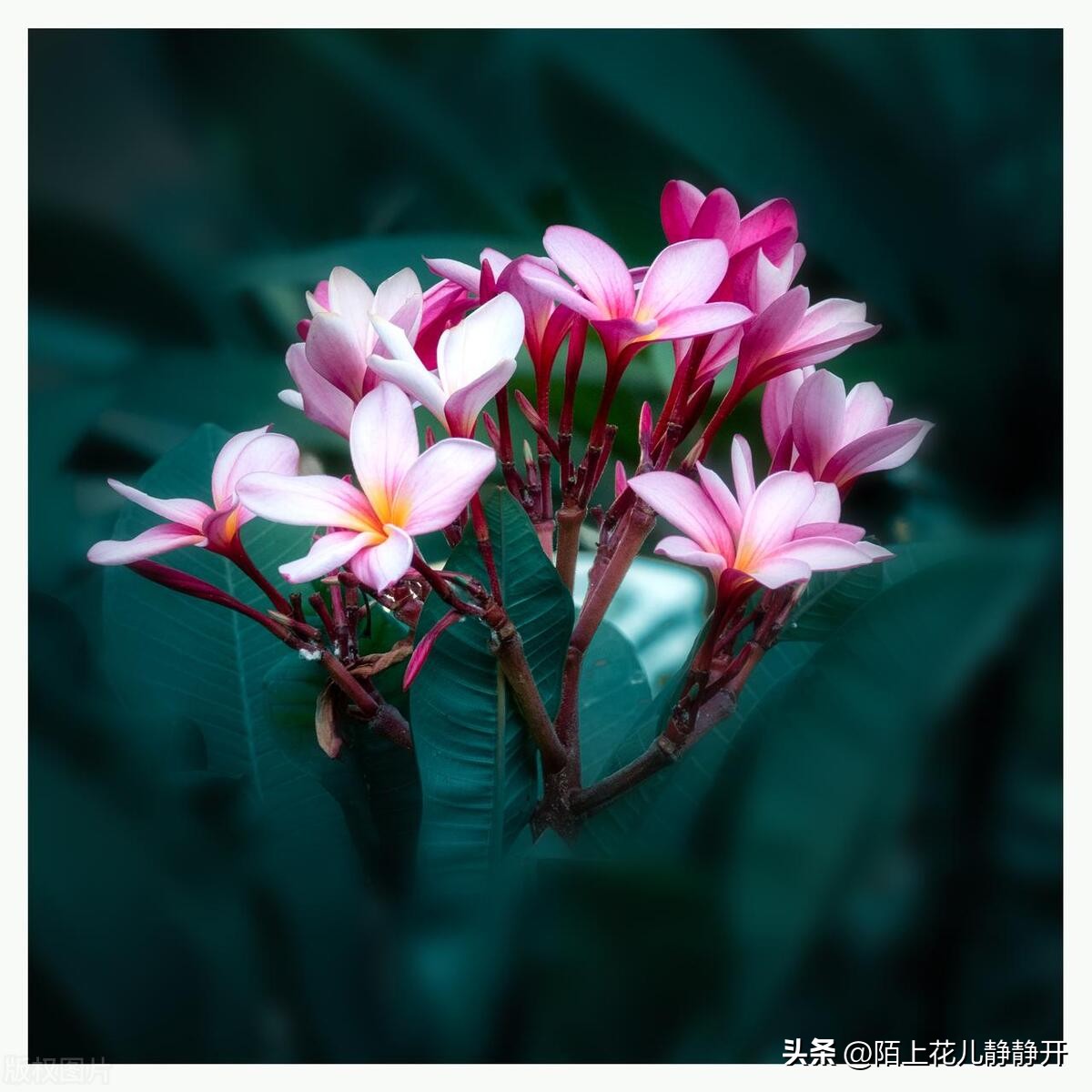 你喜欢夏天的哪些花,夏天盛开的花是什么花