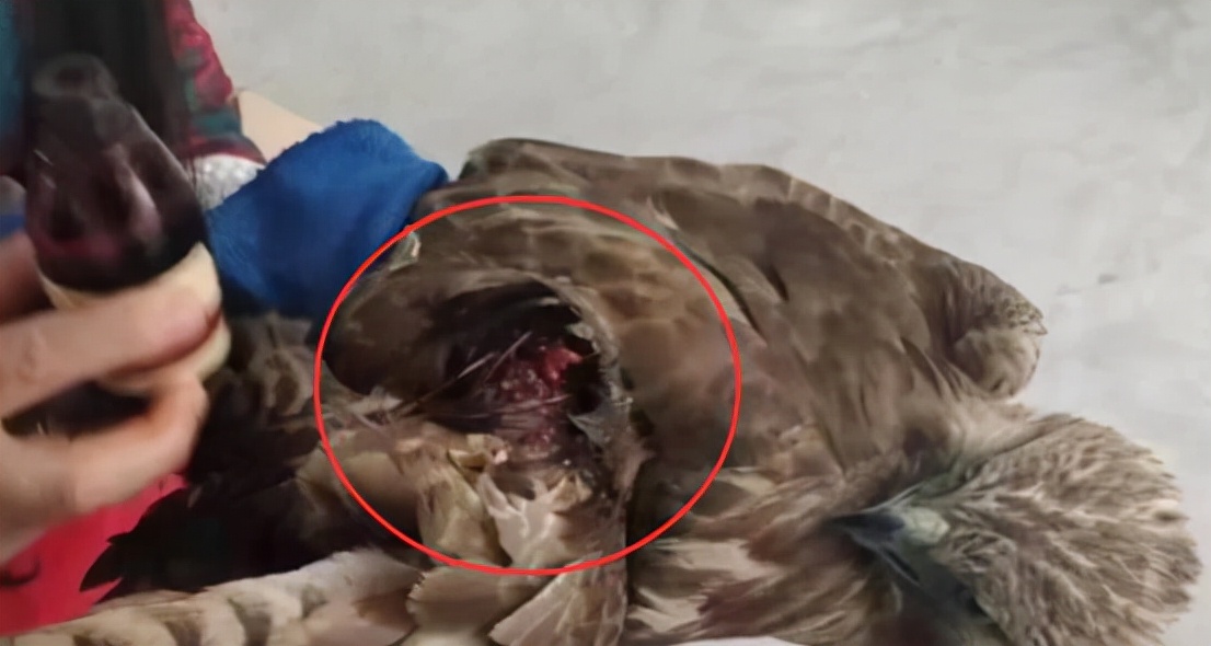 老鹰被鸡咬死,一只老鹰被鸡啄