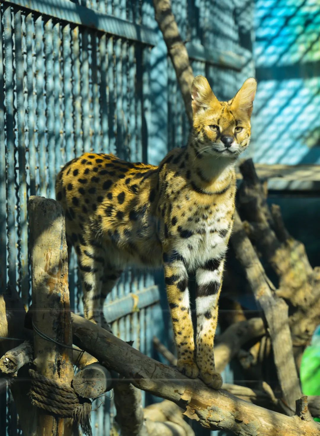 济南遛娃嗨玩这里享优惠,济南遛娃乐园周末