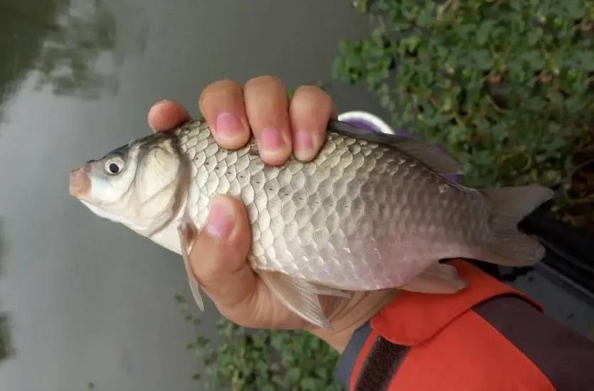 17度的天气钓鲫鱼能钓多深的水,冬天钓鲫鱼什么样的天气最适合