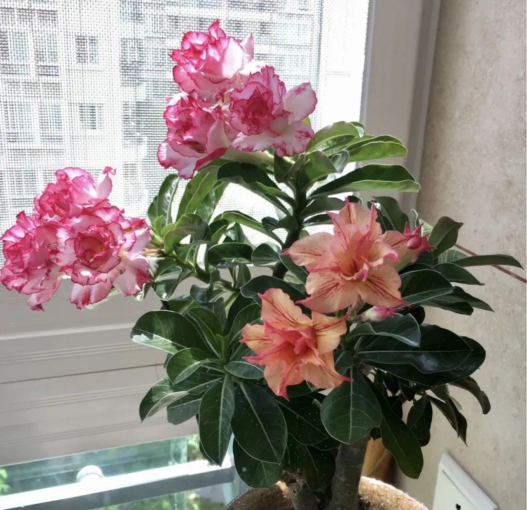 永生花保留方法有哪些种类,永生花怎么长期保持