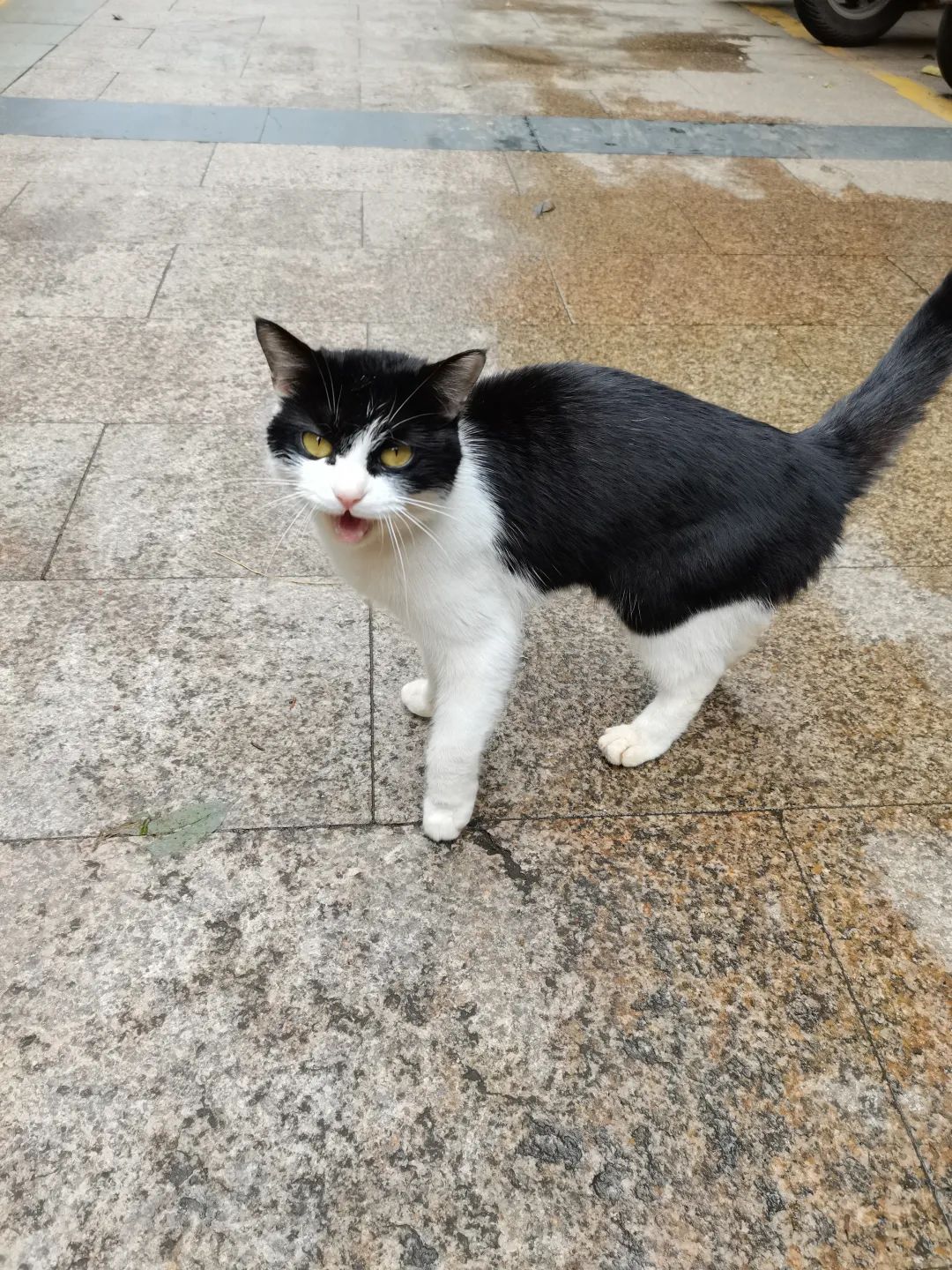 小明历险记2,小明历险记全文