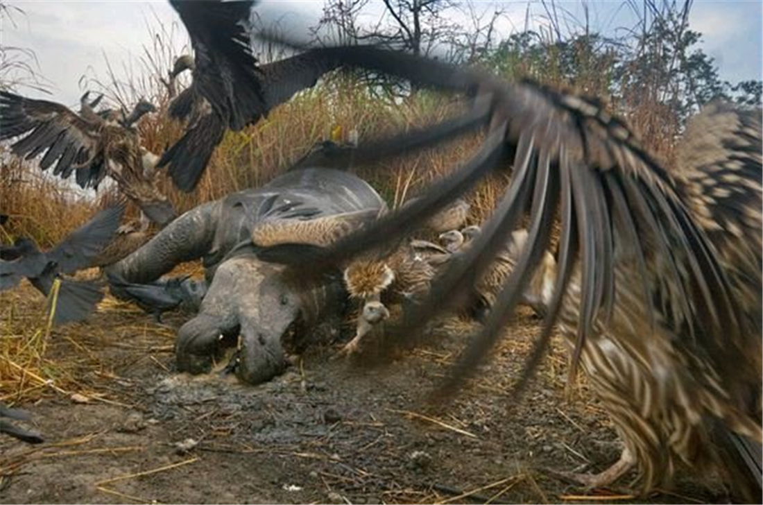 现存体型最大的犀牛白犀牛,独角犀牛最大多重