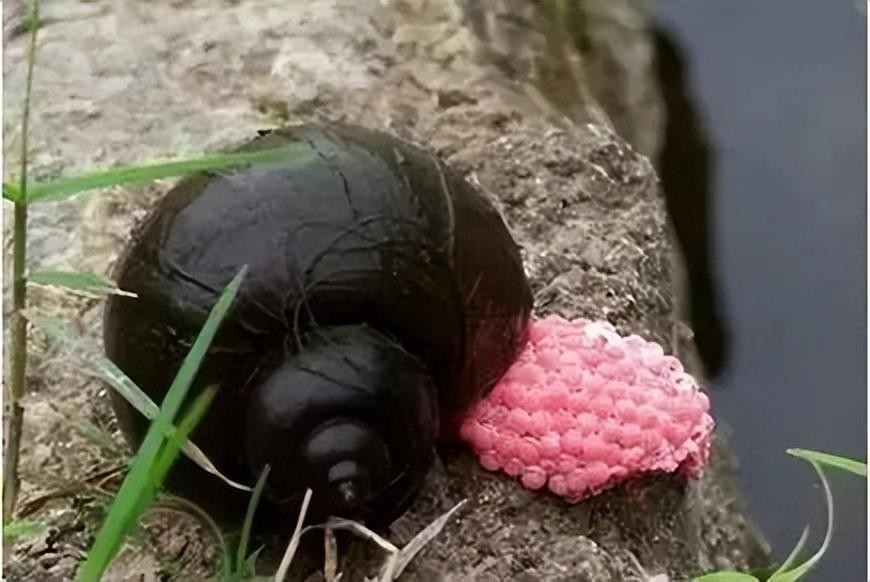 水塘福寿螺泛滥成灾,农村福寿螺成灾