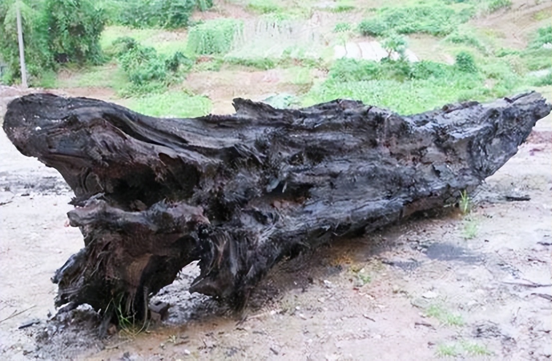 四川挖到天价乌木纪录片,四川农民发现天价乌木实拍