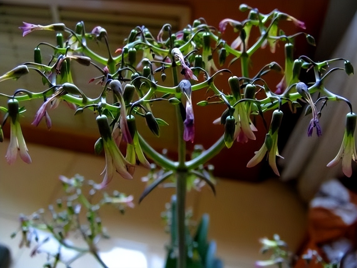 哪些花盆栽能吸甲醛呢图片,种什么盆栽能吸甲醛