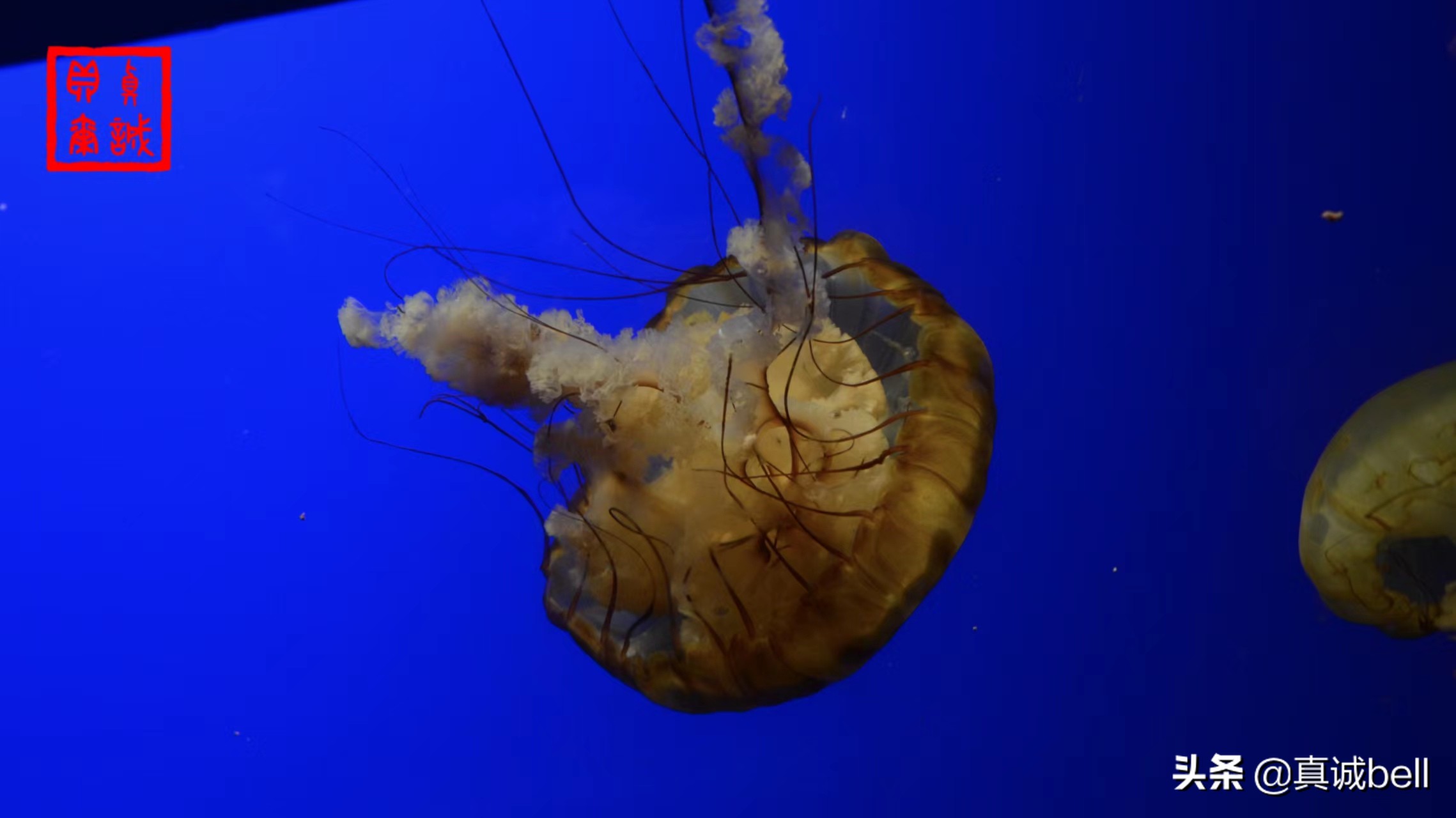 聪明的水生物,聪明的水母