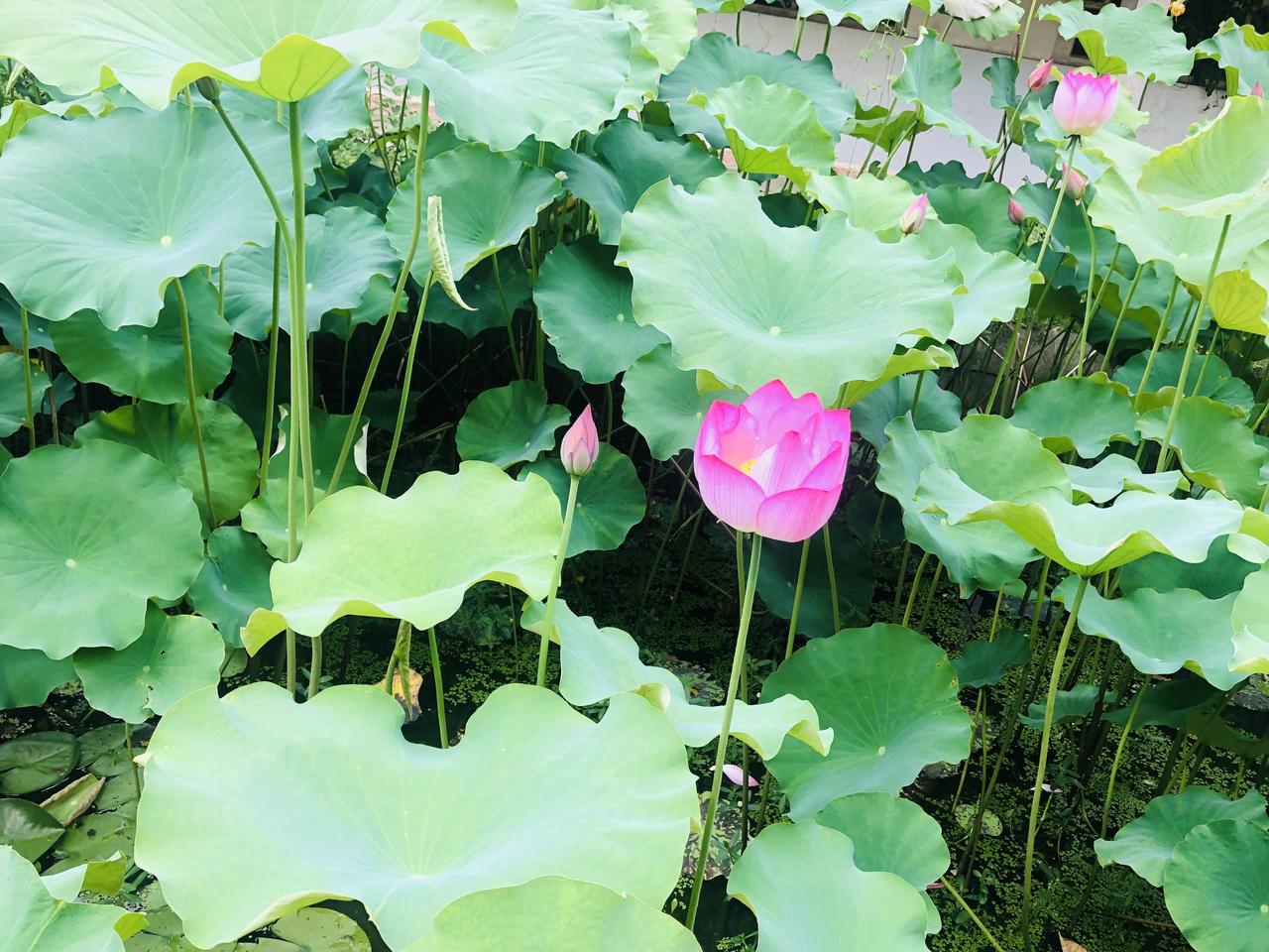 黄鹤楼小仙女表演,小黄鹤楼江汉路