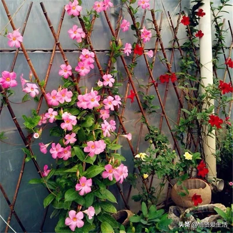 非常适合小院种植的花,适合露台种的花一年四季开花
