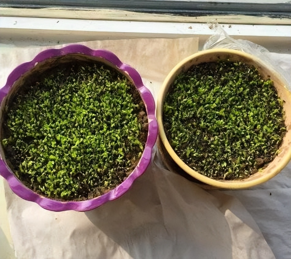 吃剩的果核先别扔可以养成小盆栽,果核怎么变成盆栽