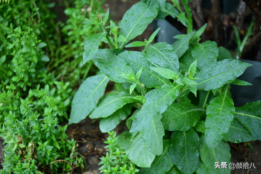 冬天开花的室外花卉盆栽,温室盆栽观花花卉植物