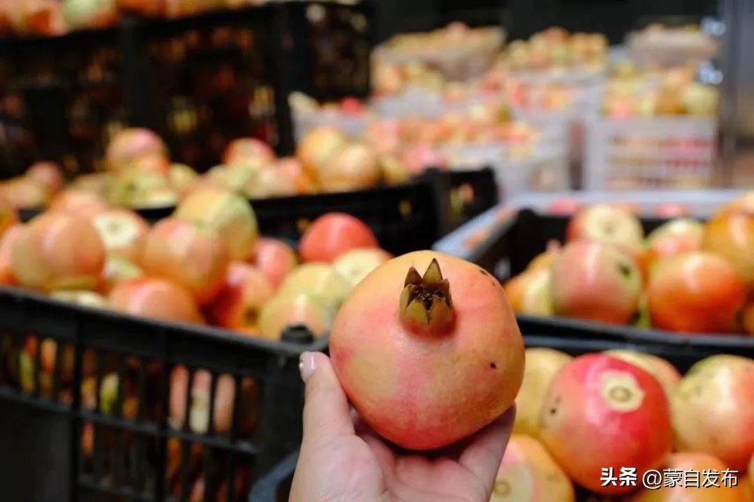 蒙自绿籽石榴好吃吗,蒙自石榴好吃还是突尼斯软籽好吃