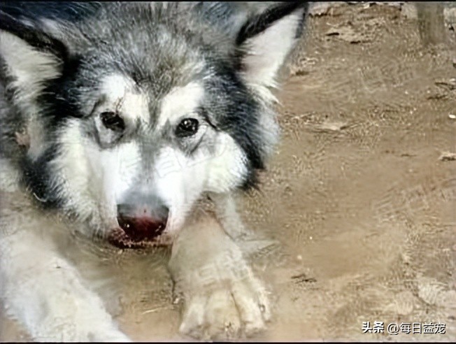 狗狗即将离世时主人喂它吃麦片,狗狗安乐后怎么处理后事好